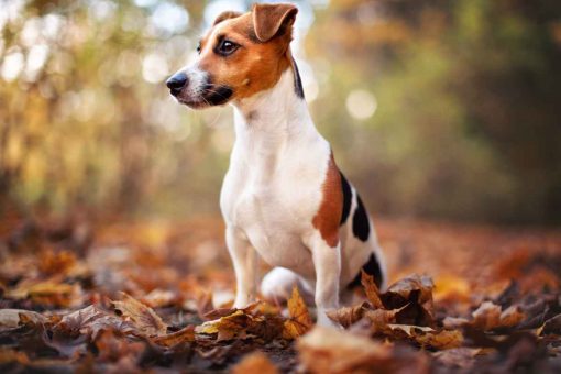 jack-russel