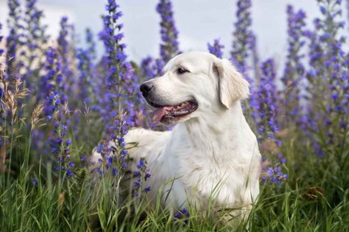 Hund-Blumen