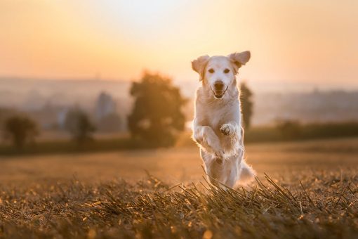 hund-lauft-mit-rasen