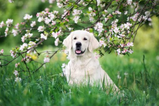 Hund-Blumen