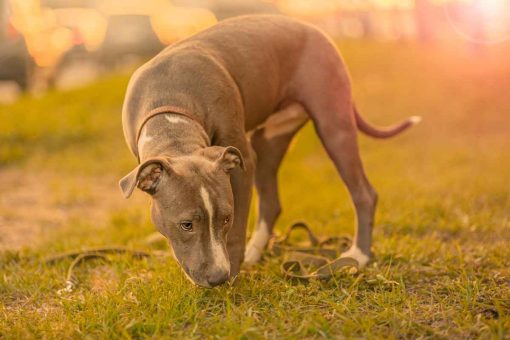 grasfressender-Hund