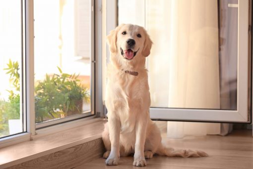 hund-sitzt-im-haus