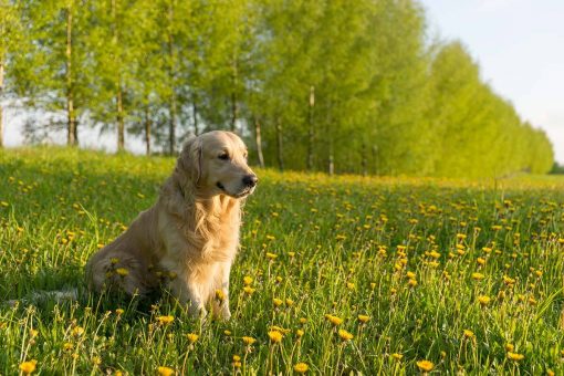 hund-sitzt-im-gras