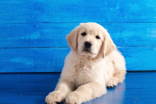 Hund-blauer-Hintergrund
