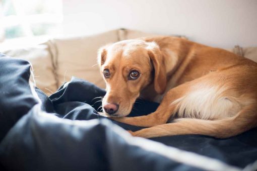 hund-traurige-couch