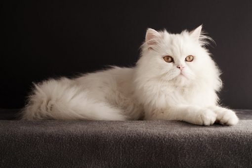 gatto-in-posa