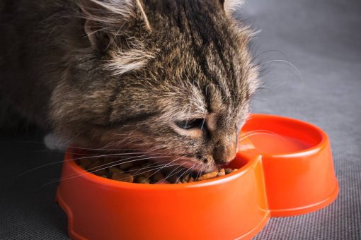 chat-mange-bol