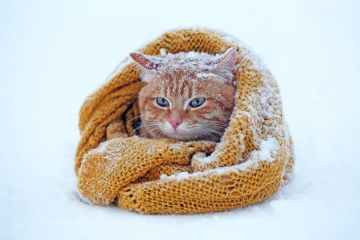 gatto_neve_coperta