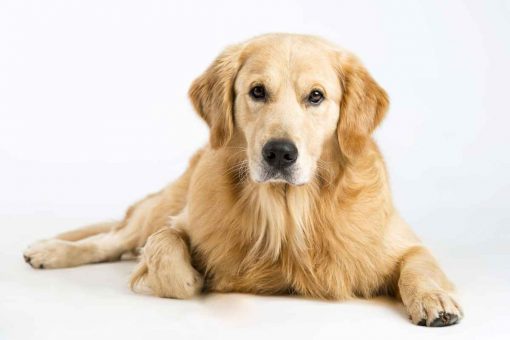 golden-retriever
