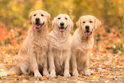 golden-retriever-zusammen