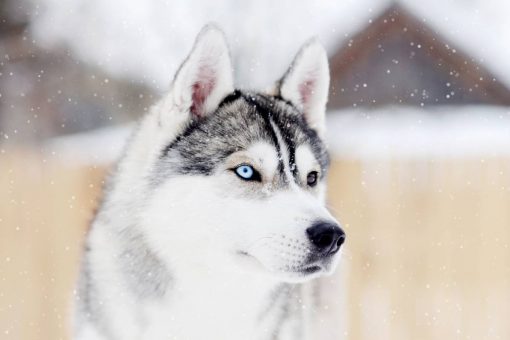 husky-Nahaufnahme
