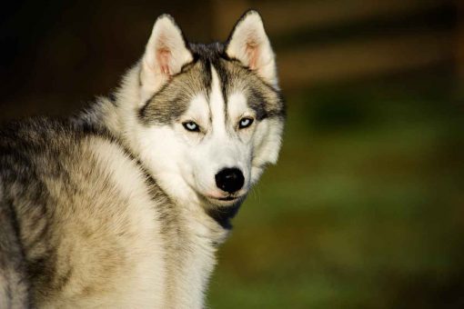 husky_siberiano