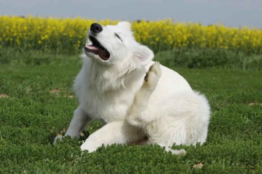 cane_bianco_gratta