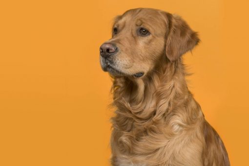 cane_fondo_arancio