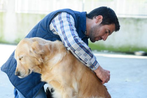 cane_uomo_pulci