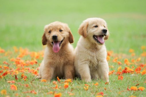 cuccioli_erba