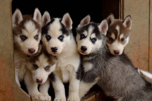 cuccioli_husky