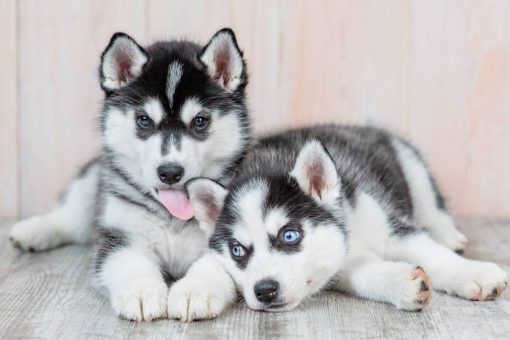 cuccioli_stesi