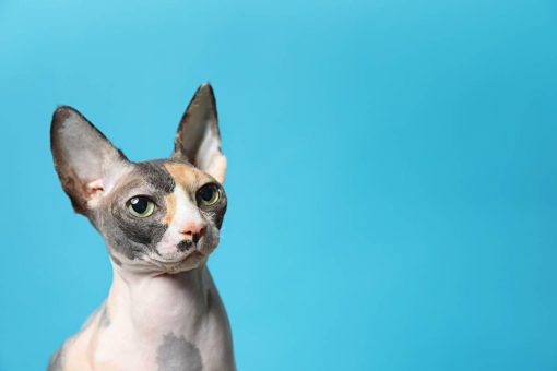 gatto_fondo_blu
