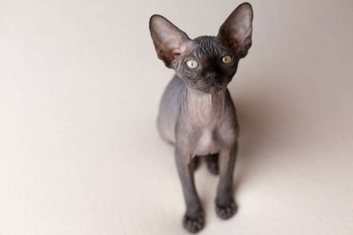 gatto_sphynx