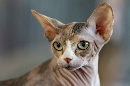 gatto_sphynx_guarda