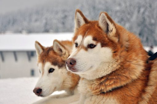 husky-rossi