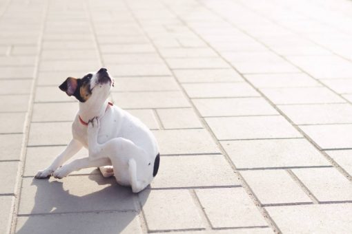 pulci_nel_cane