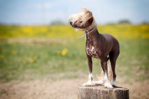 cane_cinese_tronco
