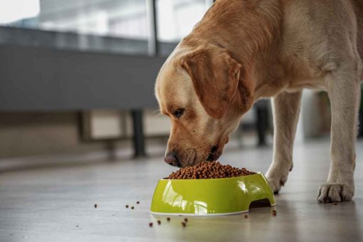 cane_mangia_crocchette