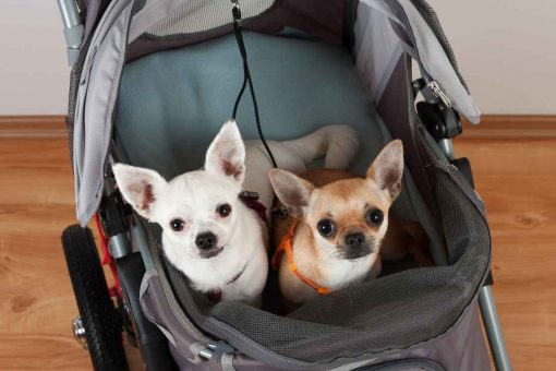 cani_passeggino