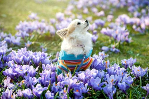 chiwawa_fiori