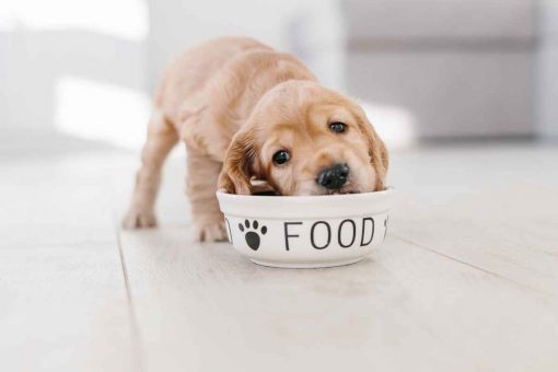cucciolo_mangia