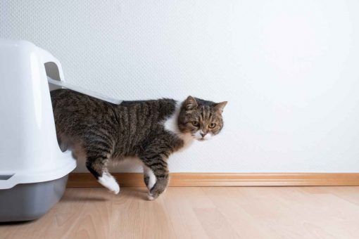 gatto_esce_da_lettiera