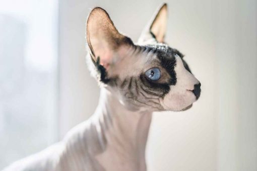 gatto_profilo