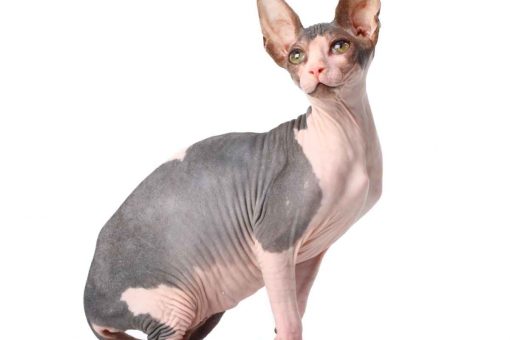 gatto_tatuato