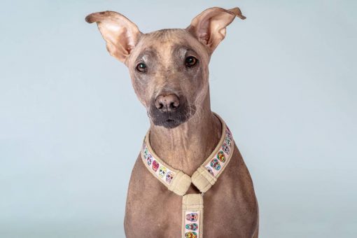 American_terrier