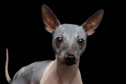 cane_fondo_nero