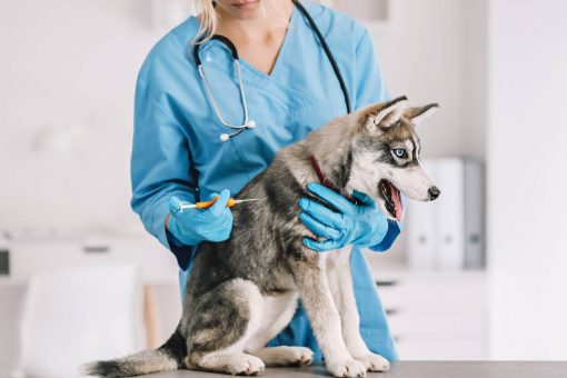 cane_microchip