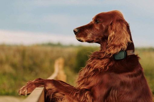 hund-schaut-in-gehege