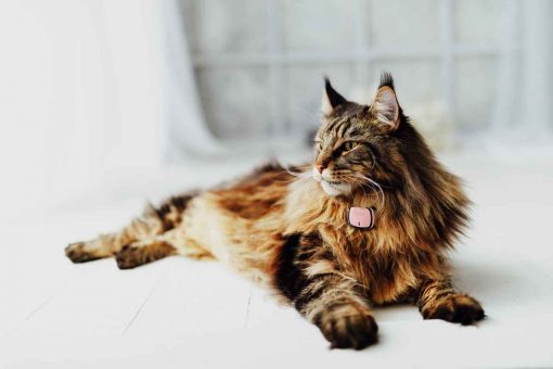 Gatto_Kippy