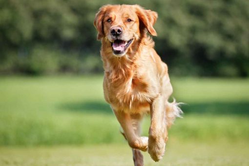 cane_corre