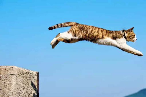 gatto_salta