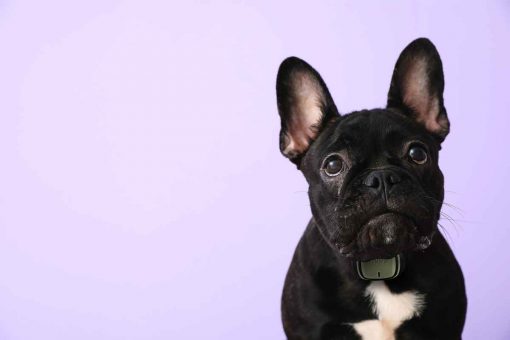 bulldog_francese_kippy