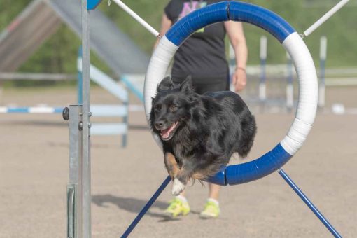 Hund-hüpft-Kreis