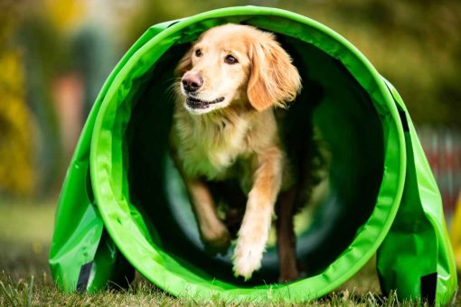 Hund-Tunnel