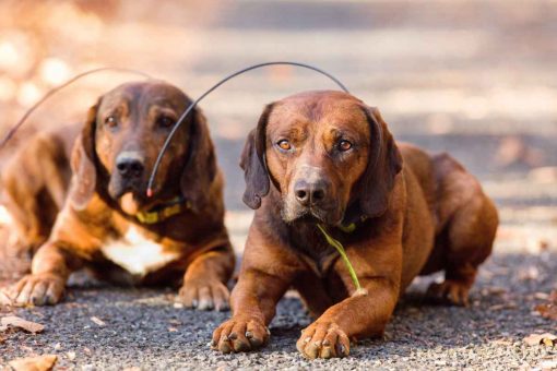 cani_Schneider_liegend