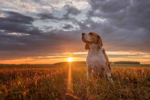Cane_tramonto