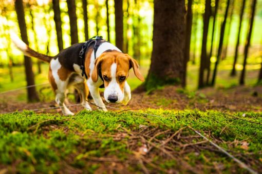 hund-riecht-am-boden