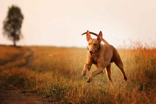 rennt-ein-hund