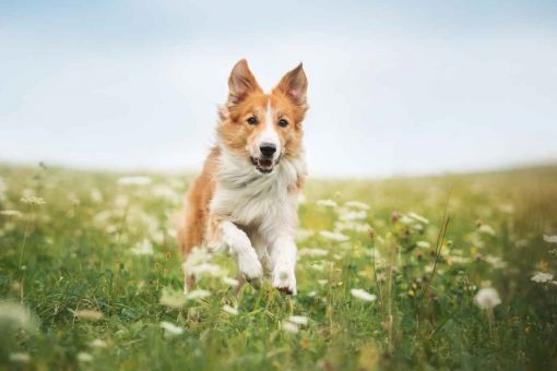 Hund-läuft-Rasen